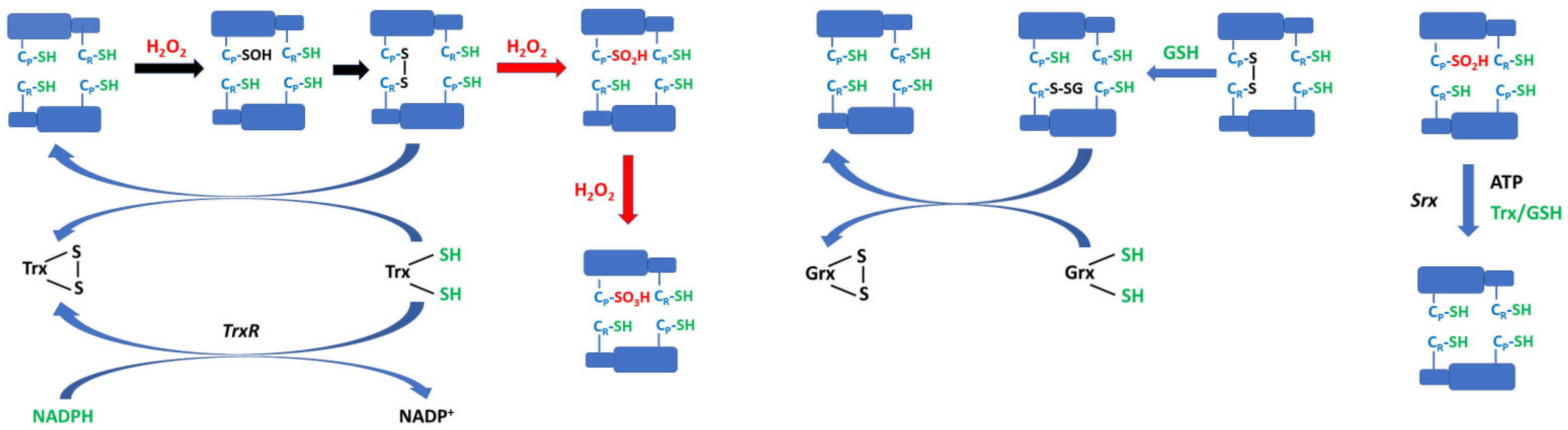Antioxidants 12 01012 g003