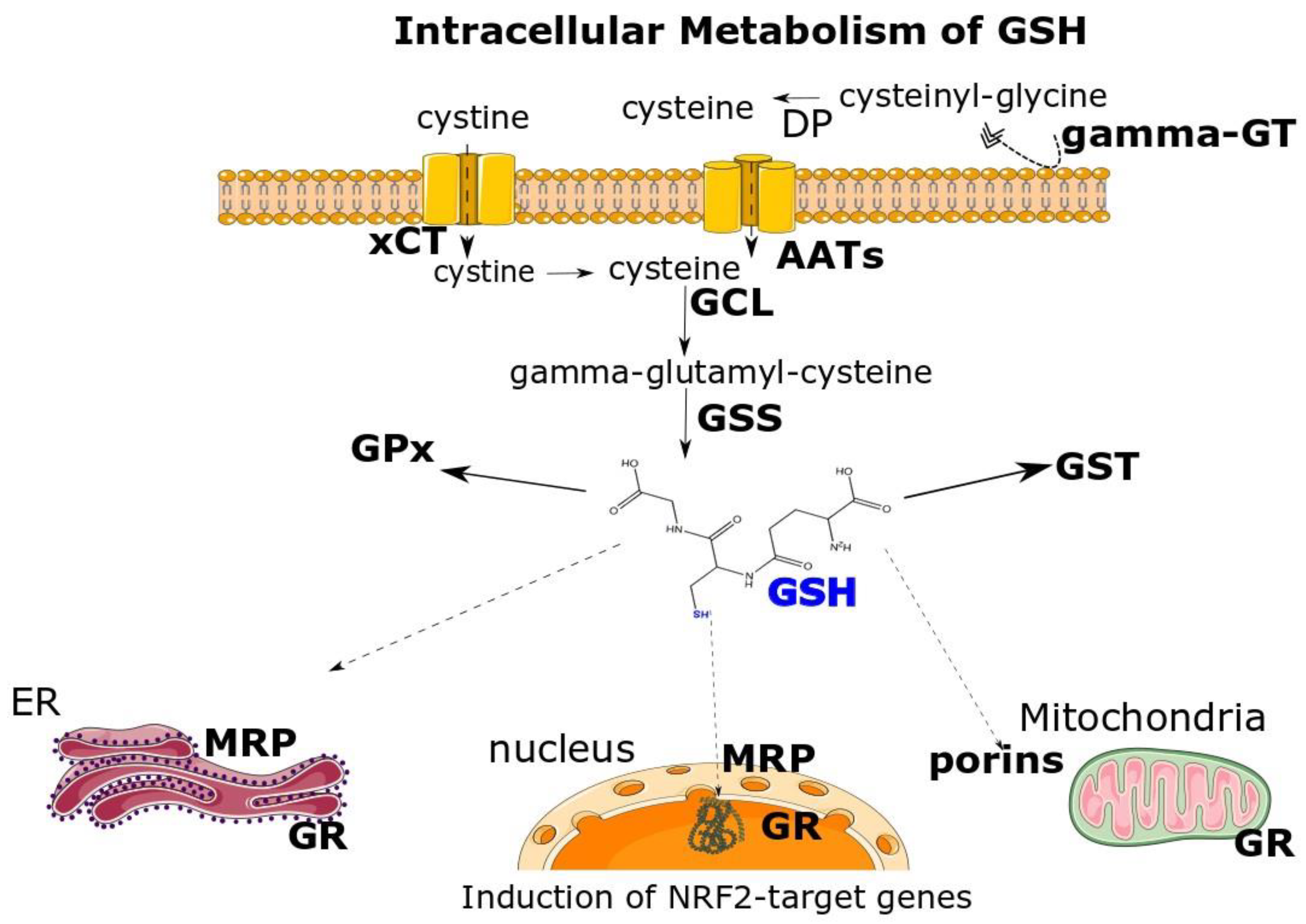Antioxidants 12 01953 g001