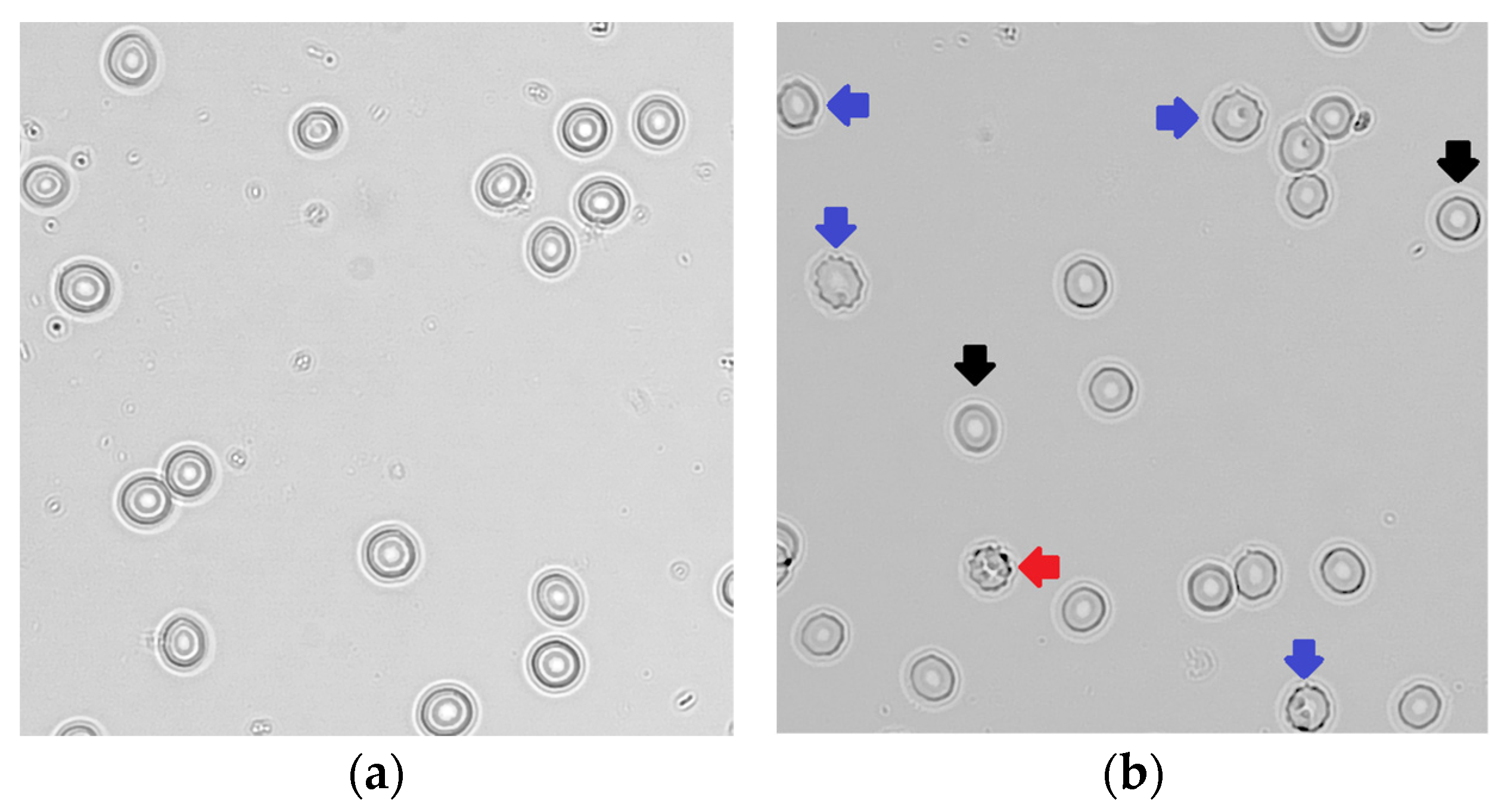 Antioxidants 12 02054 g002