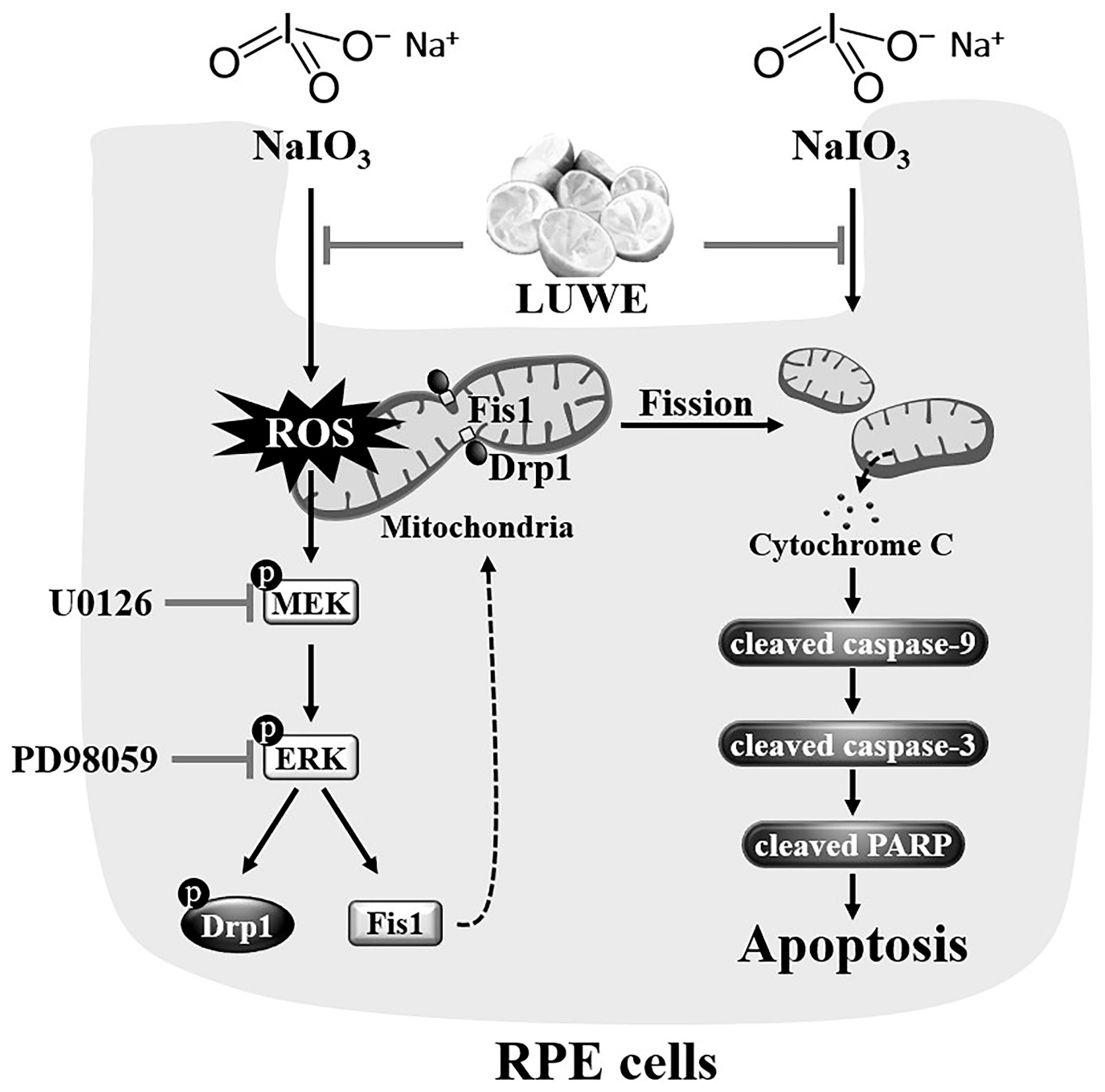 Antioxidants 13 00538 g007