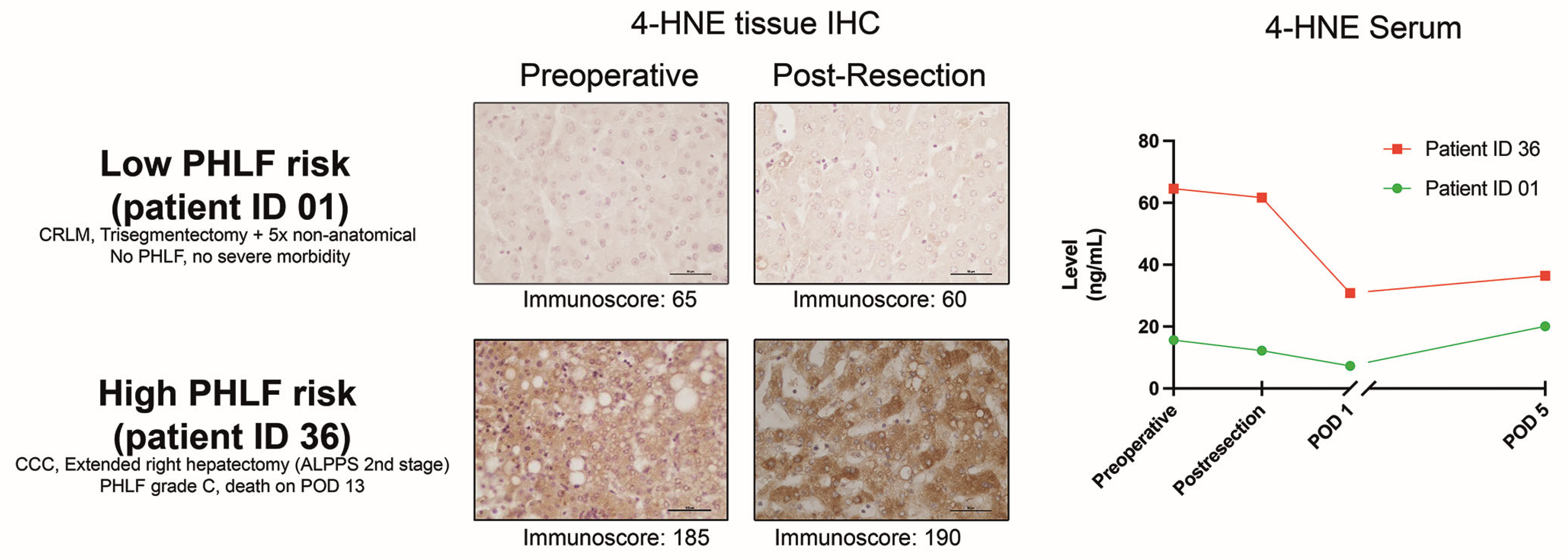 Antioxidants 13 00590 g006