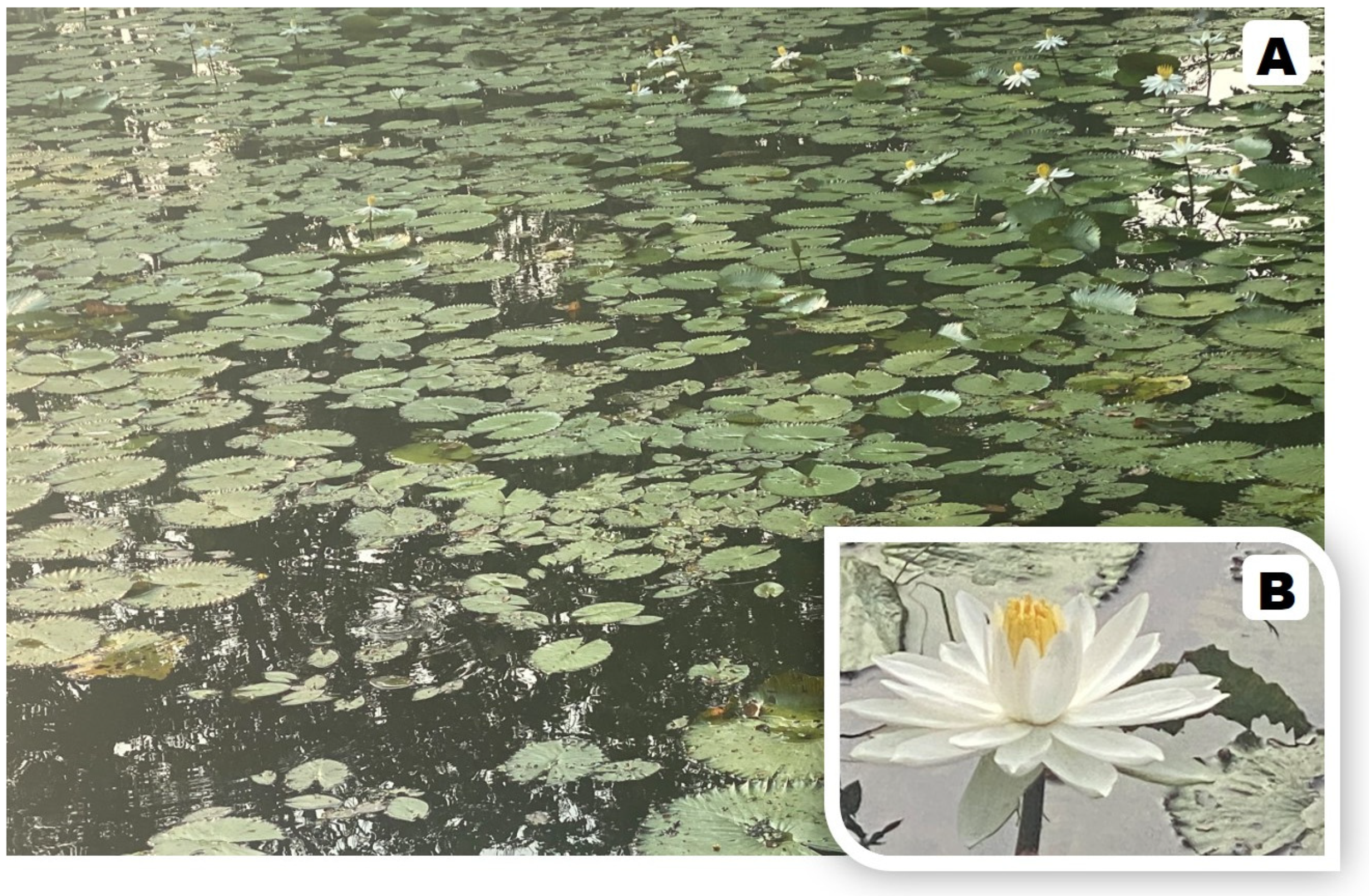 Antioxidants 13 00601 g001