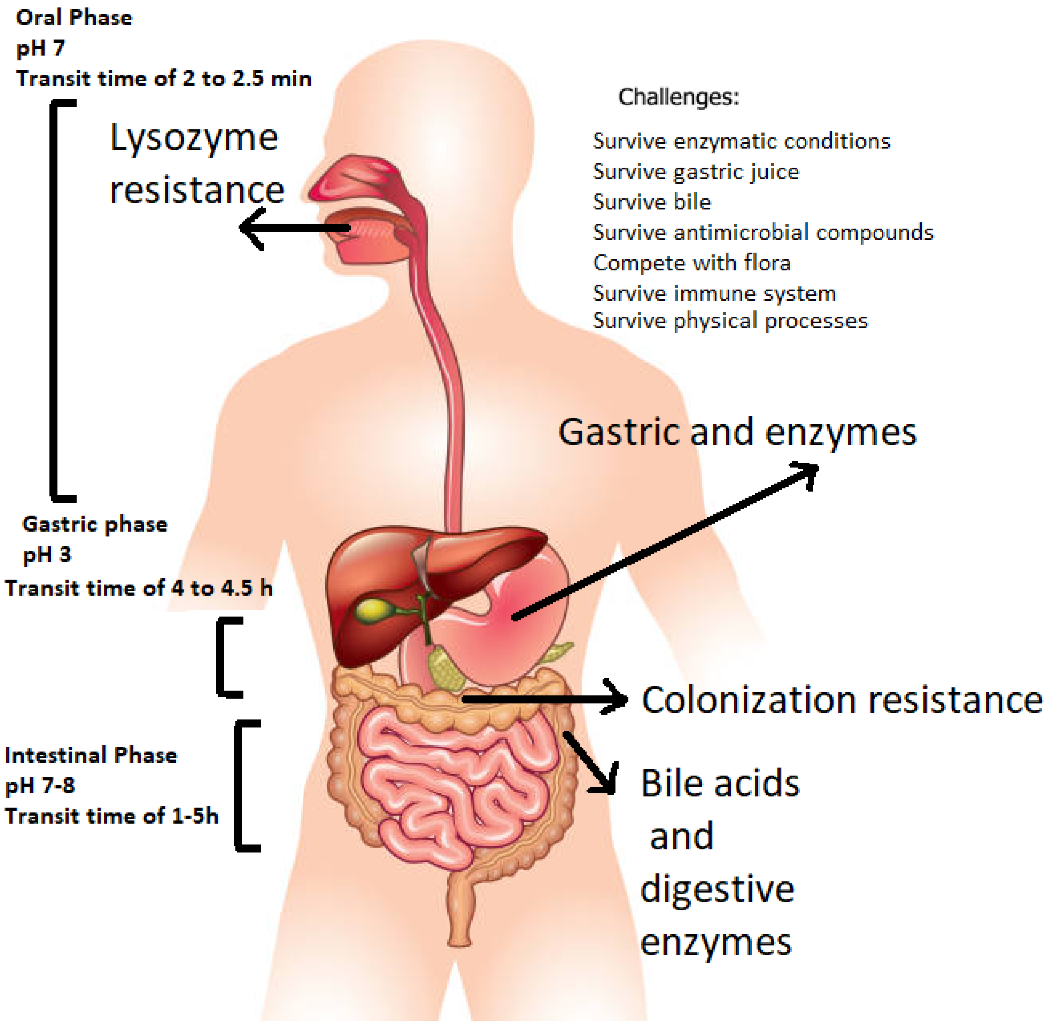 Applmicrobiol 04 00004 g003