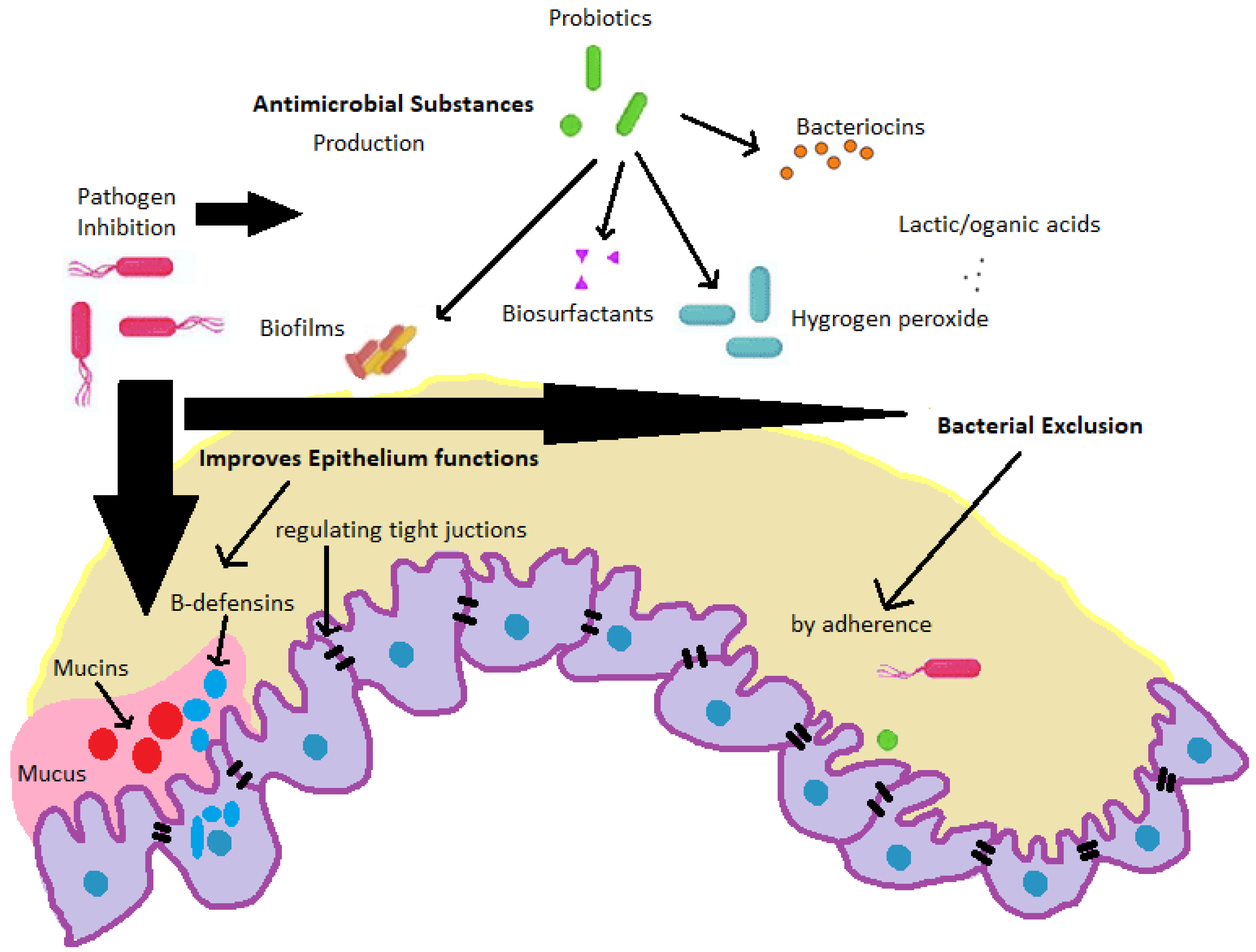 Applmicrobiol 04 00004 g004