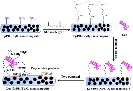 immobilization of amylase on magnetic nanoparticles essay Furthermore, the immobilization efficiency reached 90%, and the maximum activity recovery of î±-amylase and glucoamylase was 87 and 85%, respectively more importantly, the bienzyme magnetic nanobiocatalyst with fe3+ -ta film could be simply recovered by a magnet. immobilization of amylase on magnetic nanoparticles essay Furthermore, the immobilization efficiency reached 90%, and the maximum activity recovery of î±-amylase and glucoamylase was 87 and 85%, respectively more importantly, the bienzyme magnetic nanobiocatalyst with fe3+ -ta film could be simply recovered by a magnet.