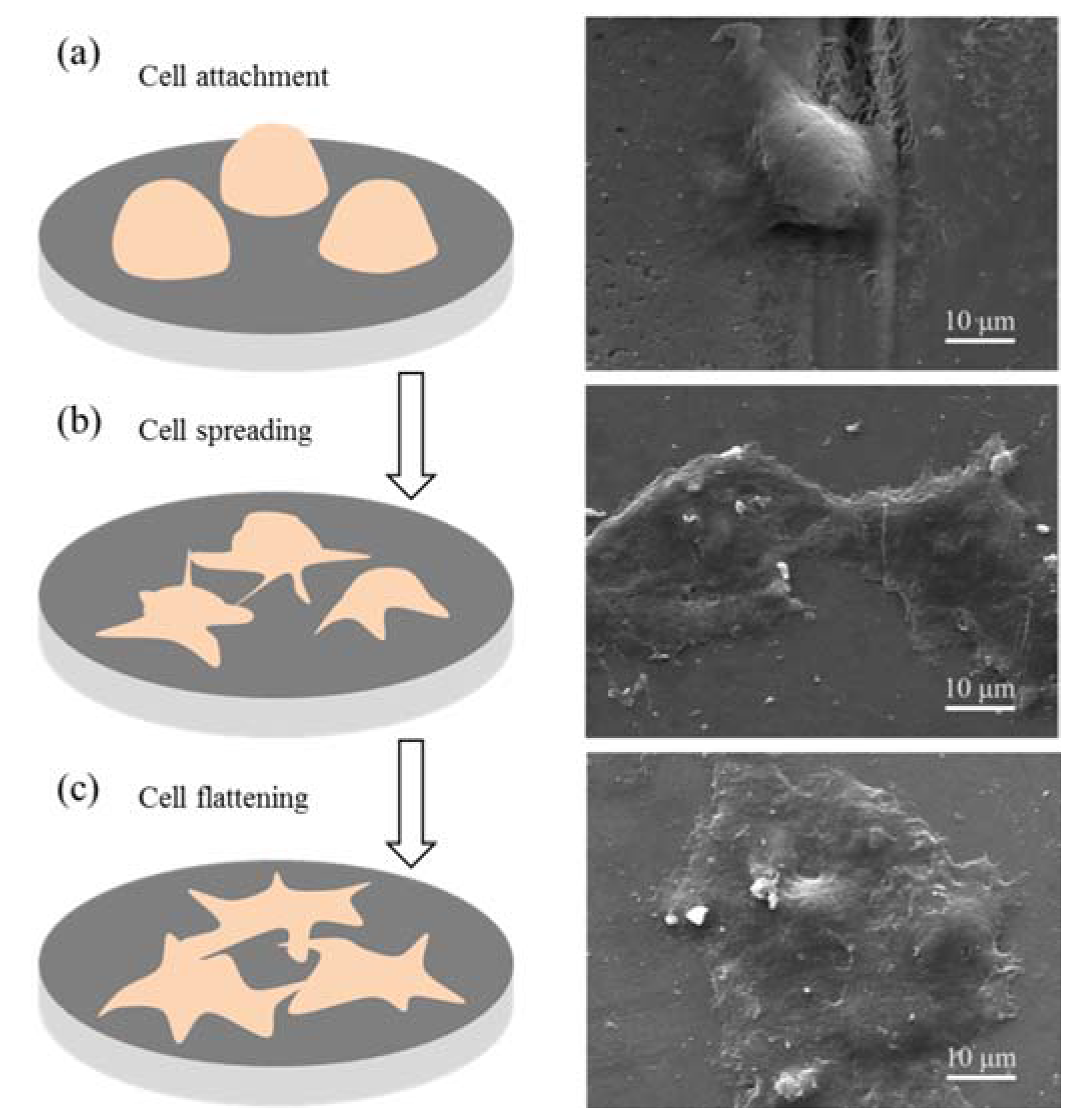 Applsci 07 00387 g010