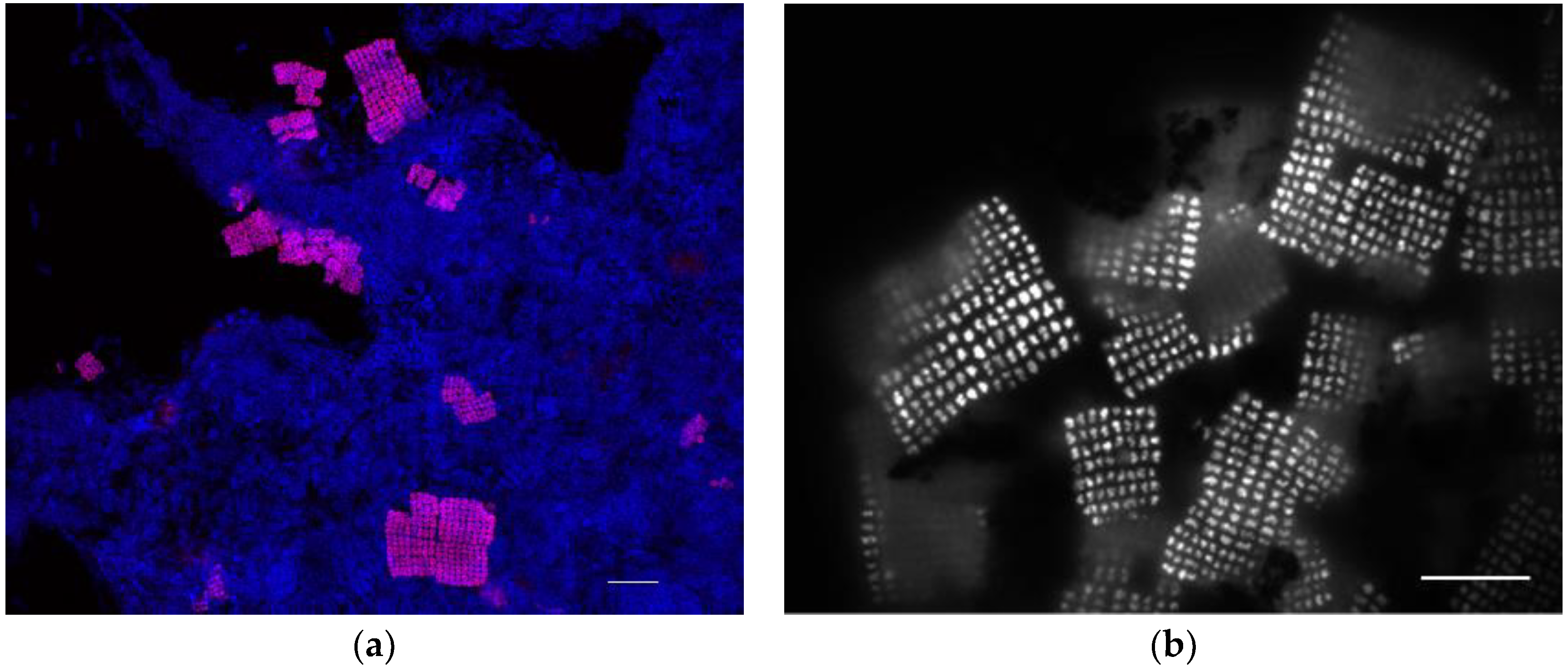 Applsci 08 01817 g004