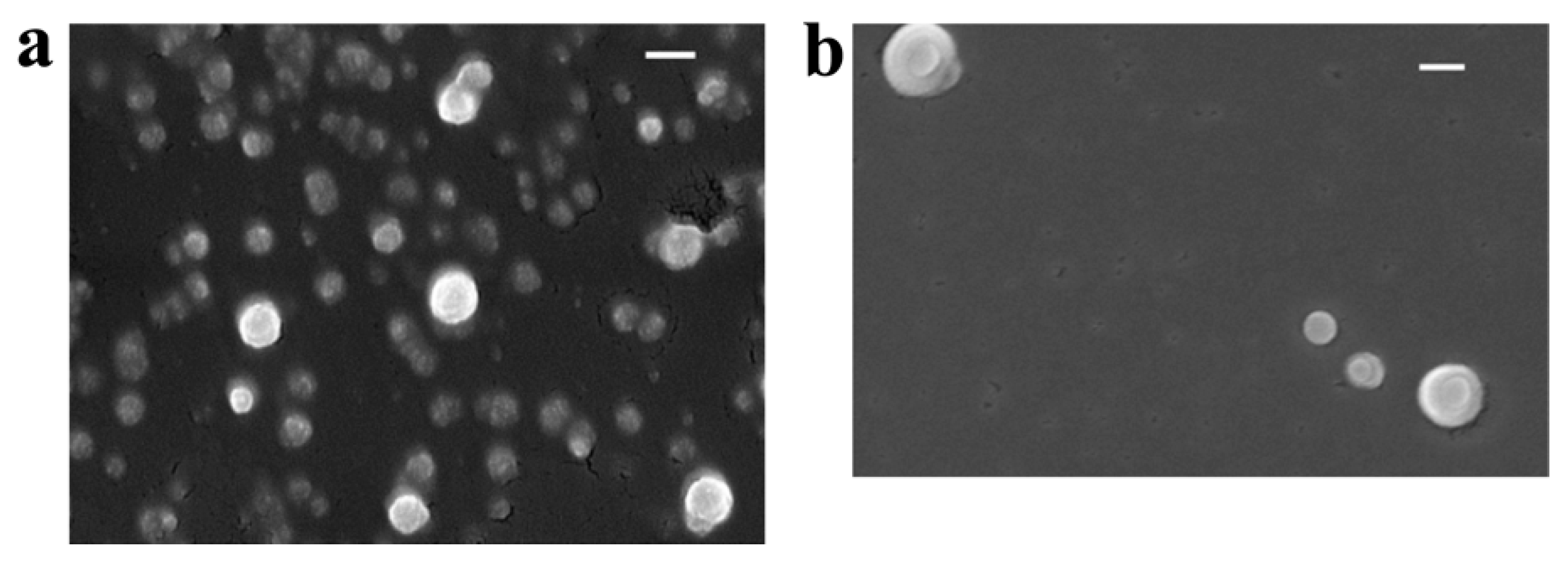 Applsci 10 04891 g003