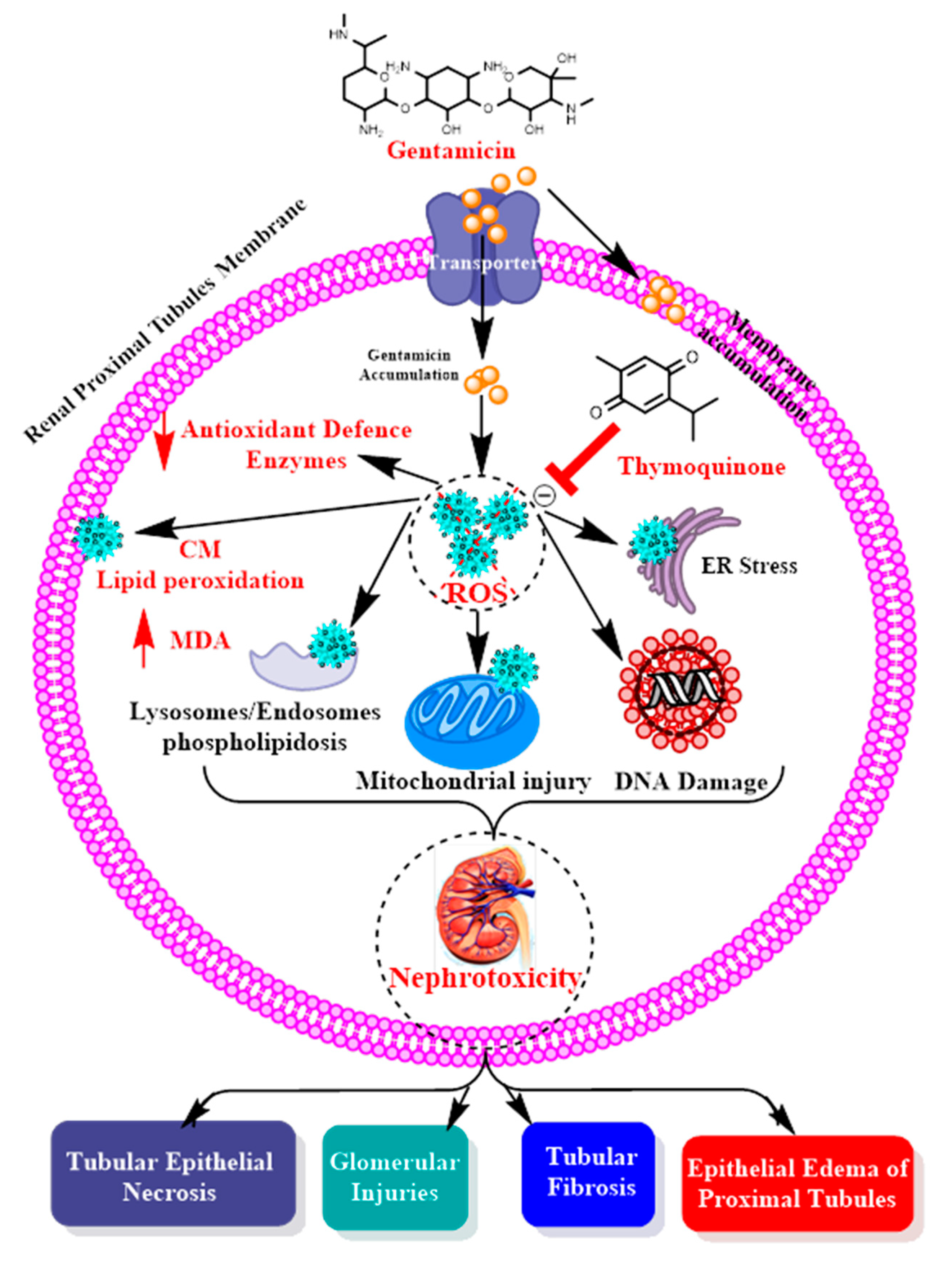 Applsci 11 03981 g003