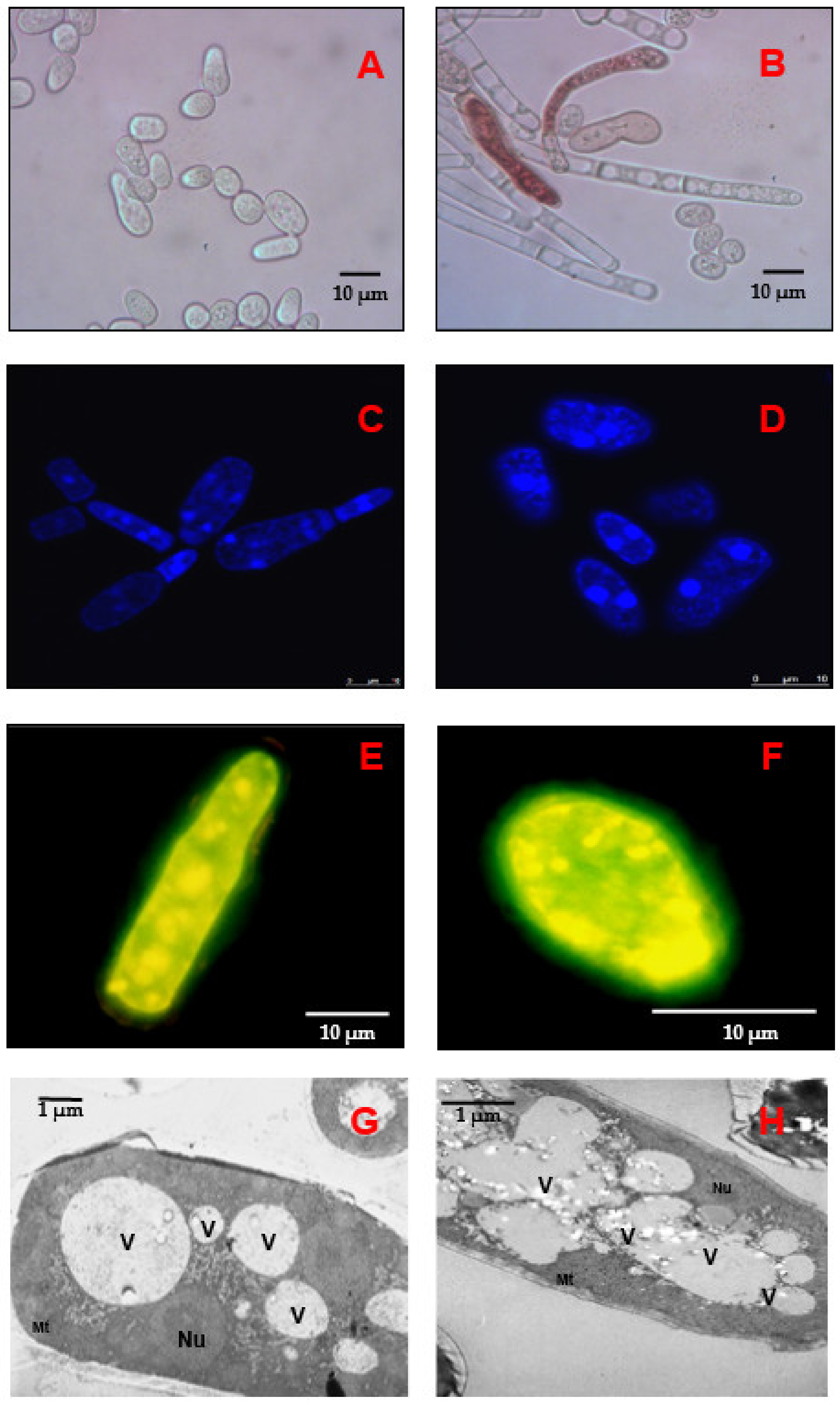 Applsci 11 04069 g002
