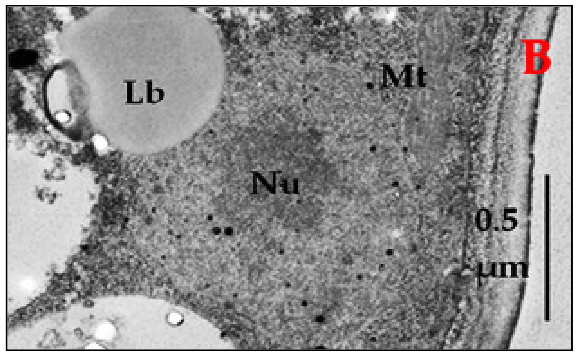 Applsci 11 04069 g007b