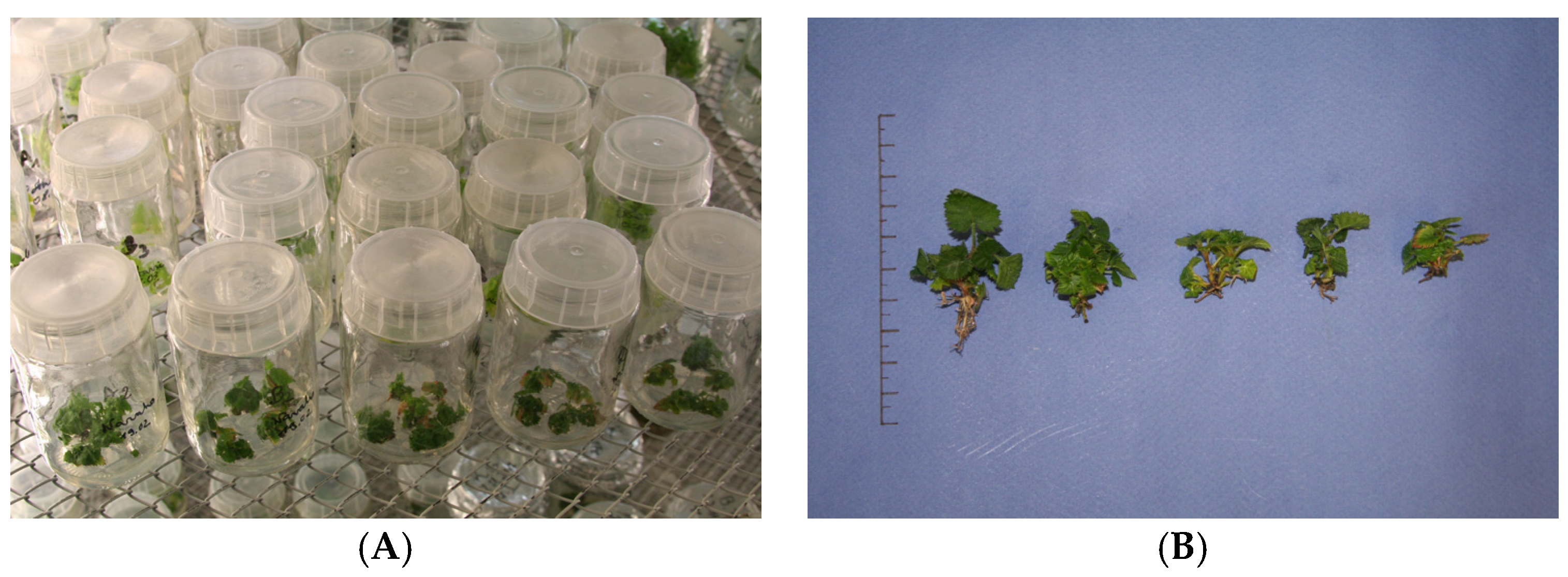 Applsci 14 03743 g001