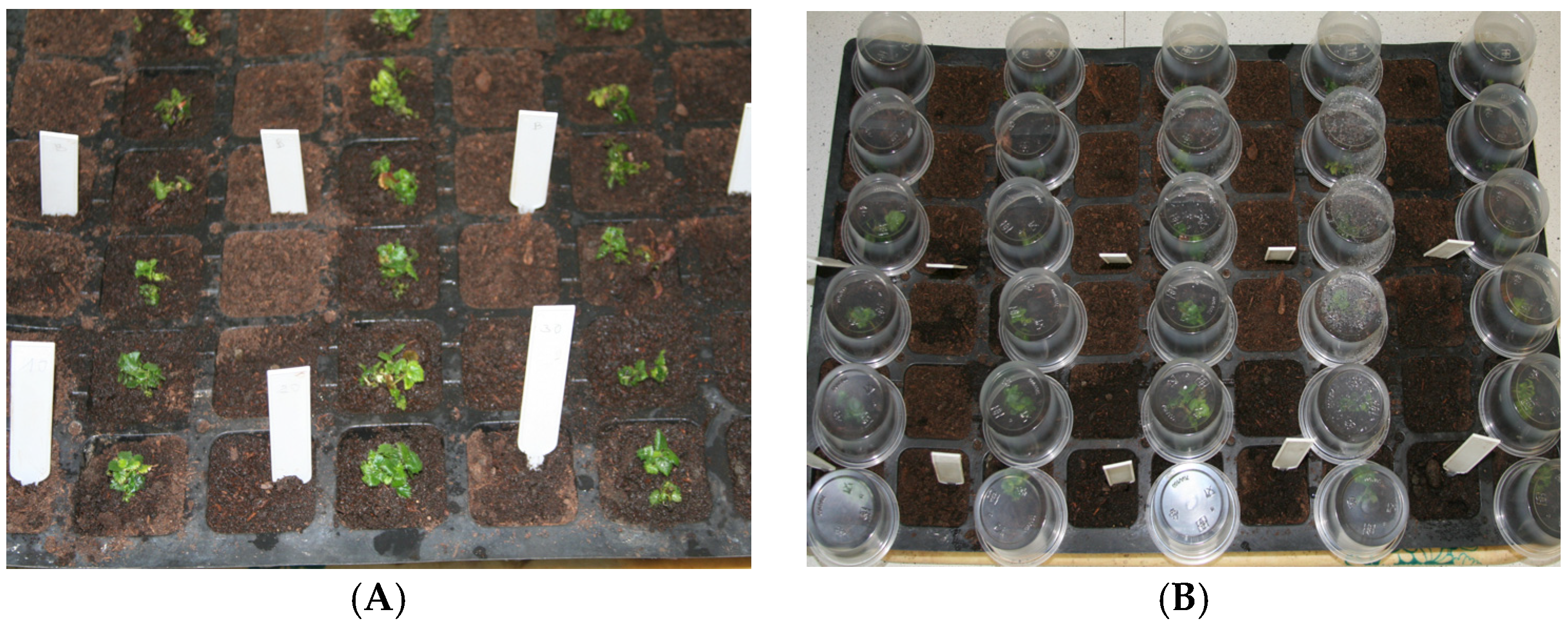 Applsci 14 03743 g005a