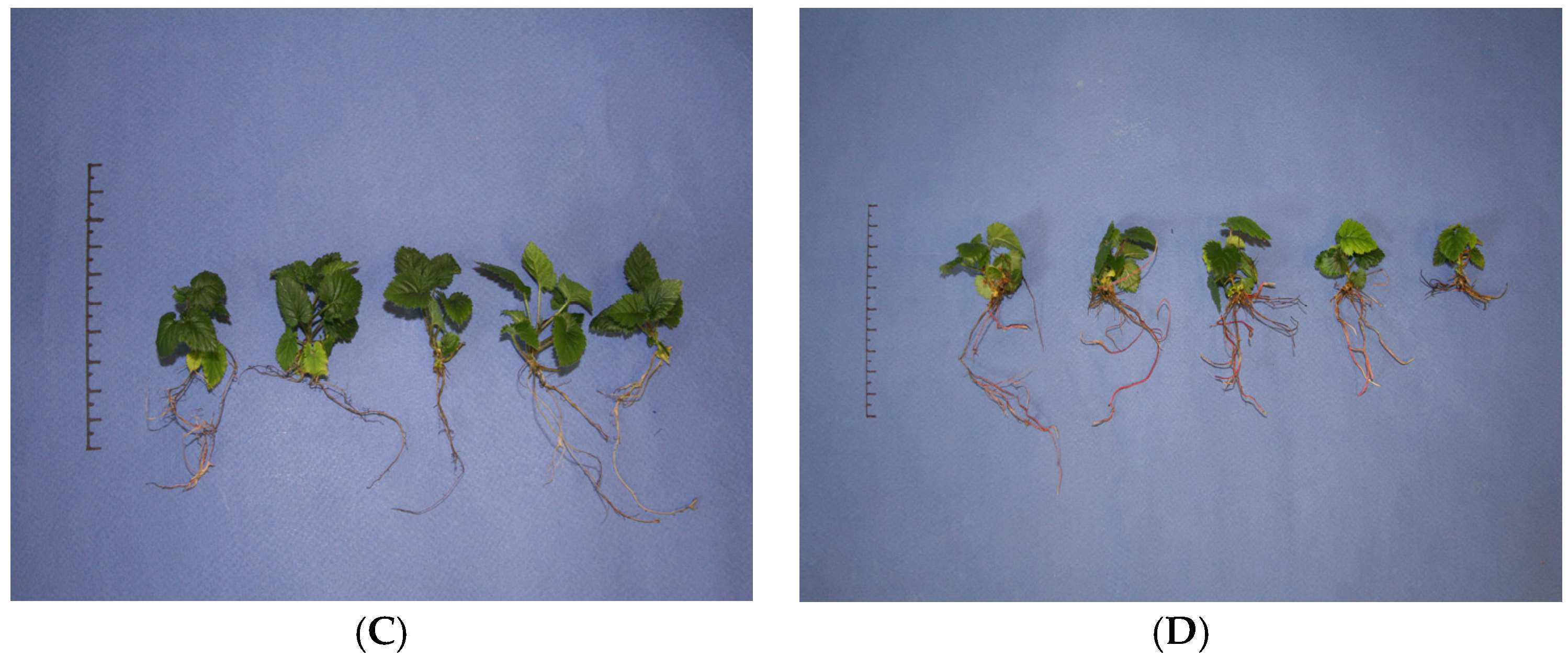 Applsci 14 03743 g005b