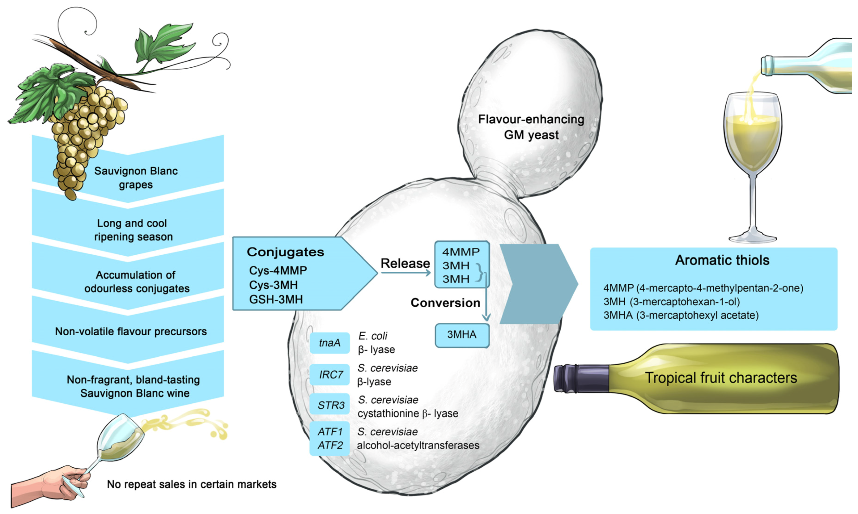Beverages Free FullText Conducting Wine Symphonics with the Aid of Yeast Genomics HTML