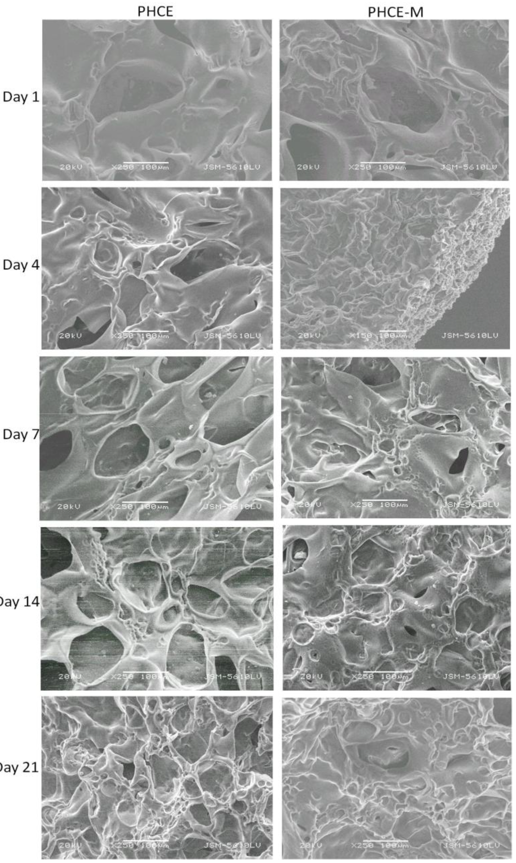 Bioengineering 01 00062 g011 1024