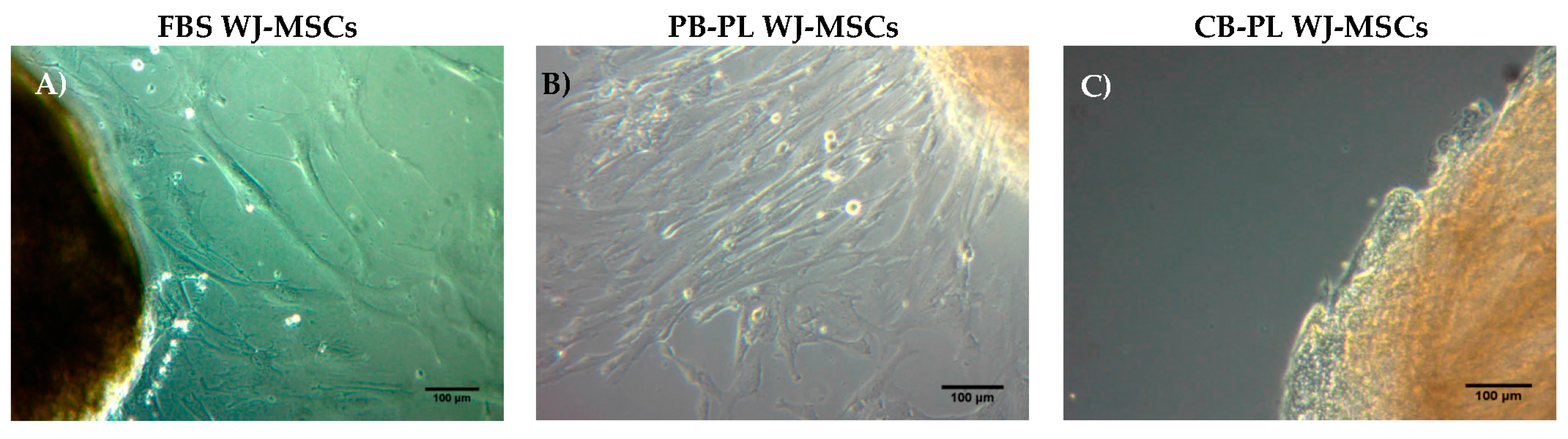 Bioengineering 05 00019 g001