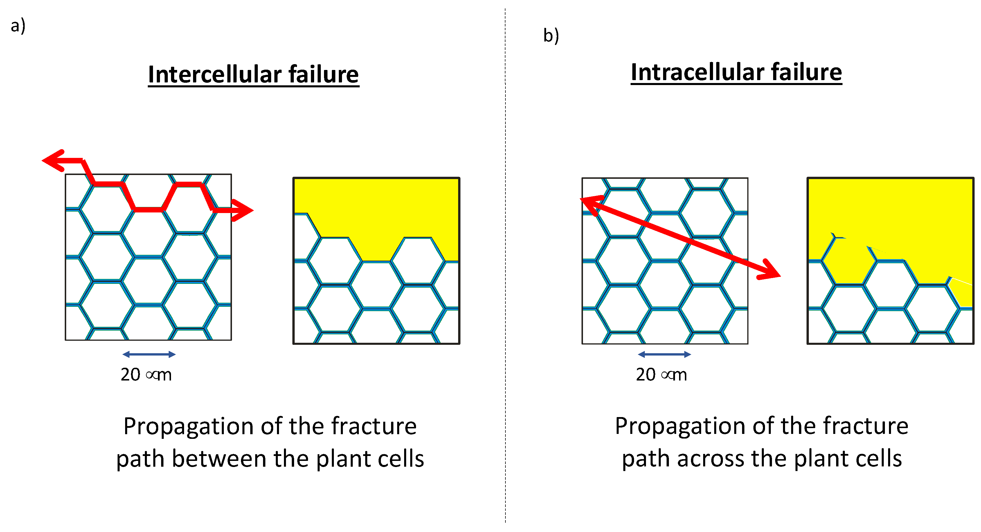 Bioengineering 05 00041 g005