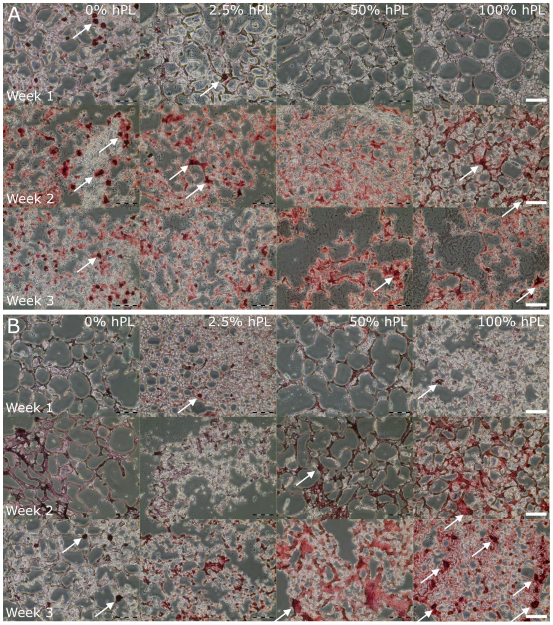Bioengineering 06 00076 g003