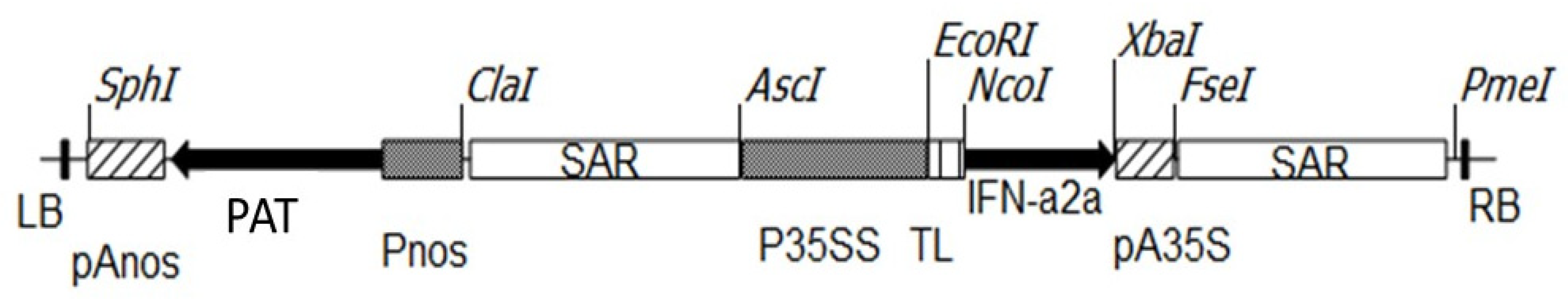 Bioengineering 09 00381 g001