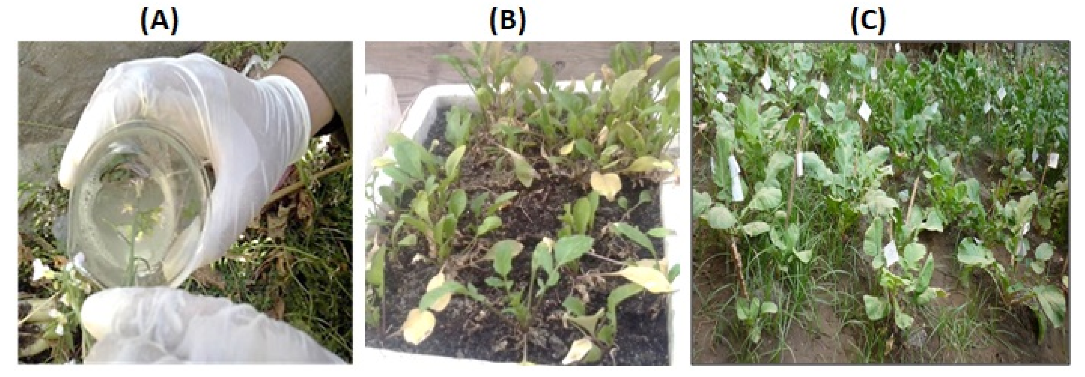 Bioengineering 09 00381 g002