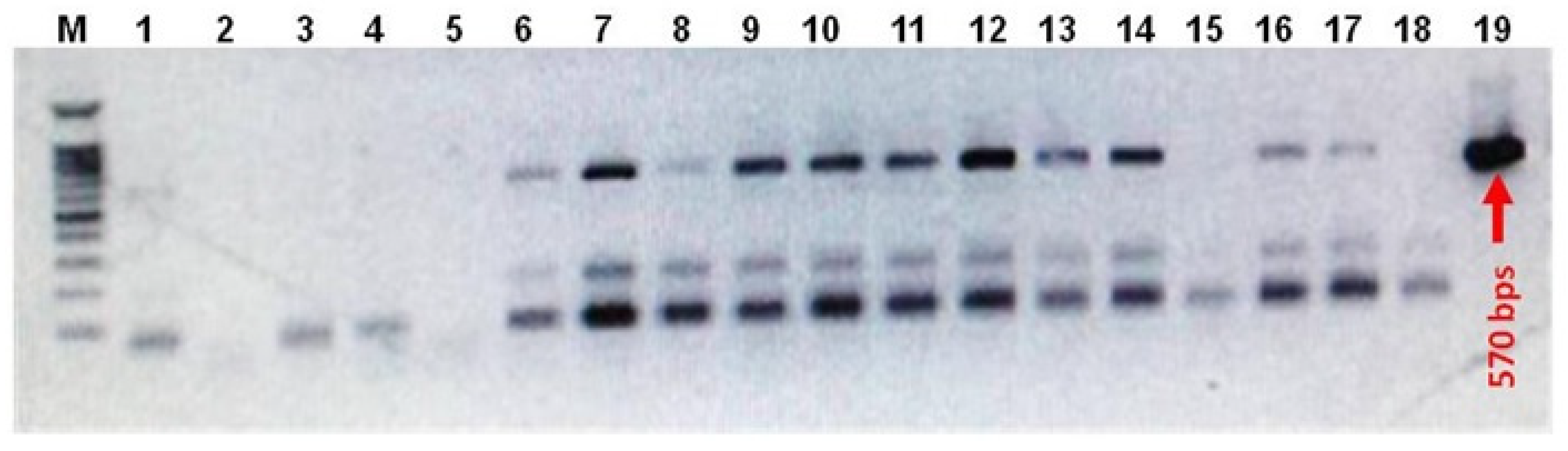 Bioengineering 09 00381 g003
