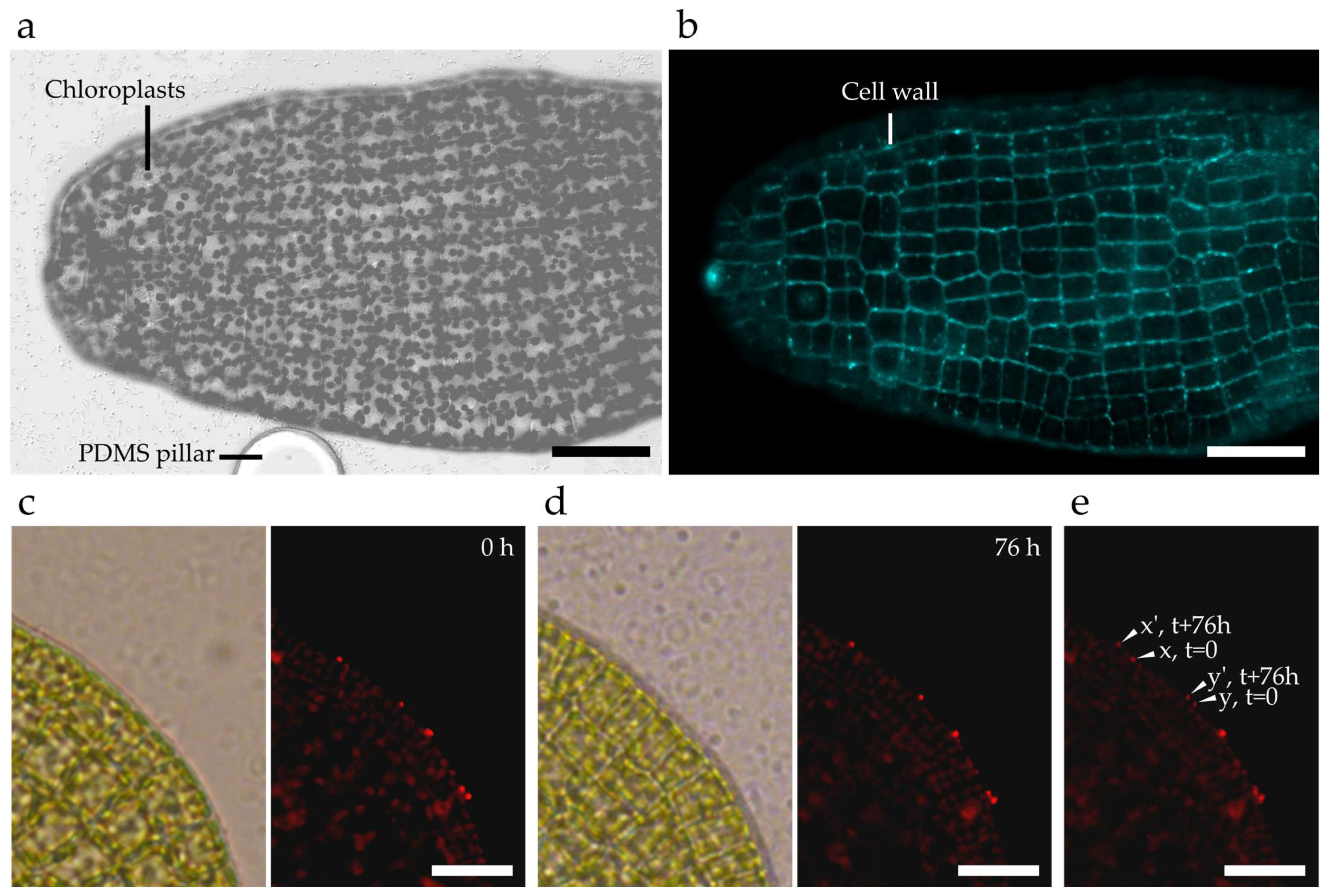 Bioengineering 09 00718 g005