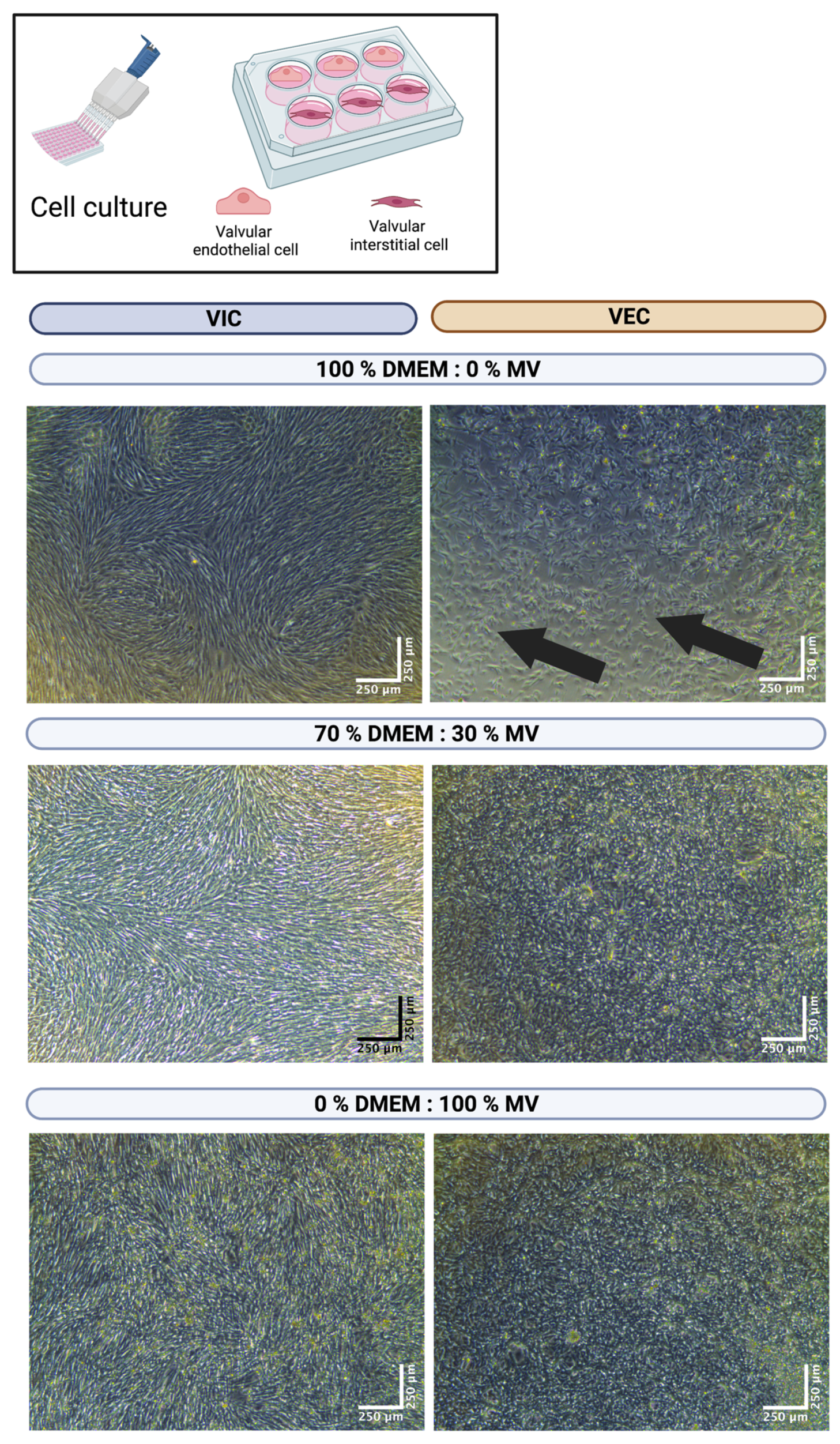 Bioengineering 10 00787 g003