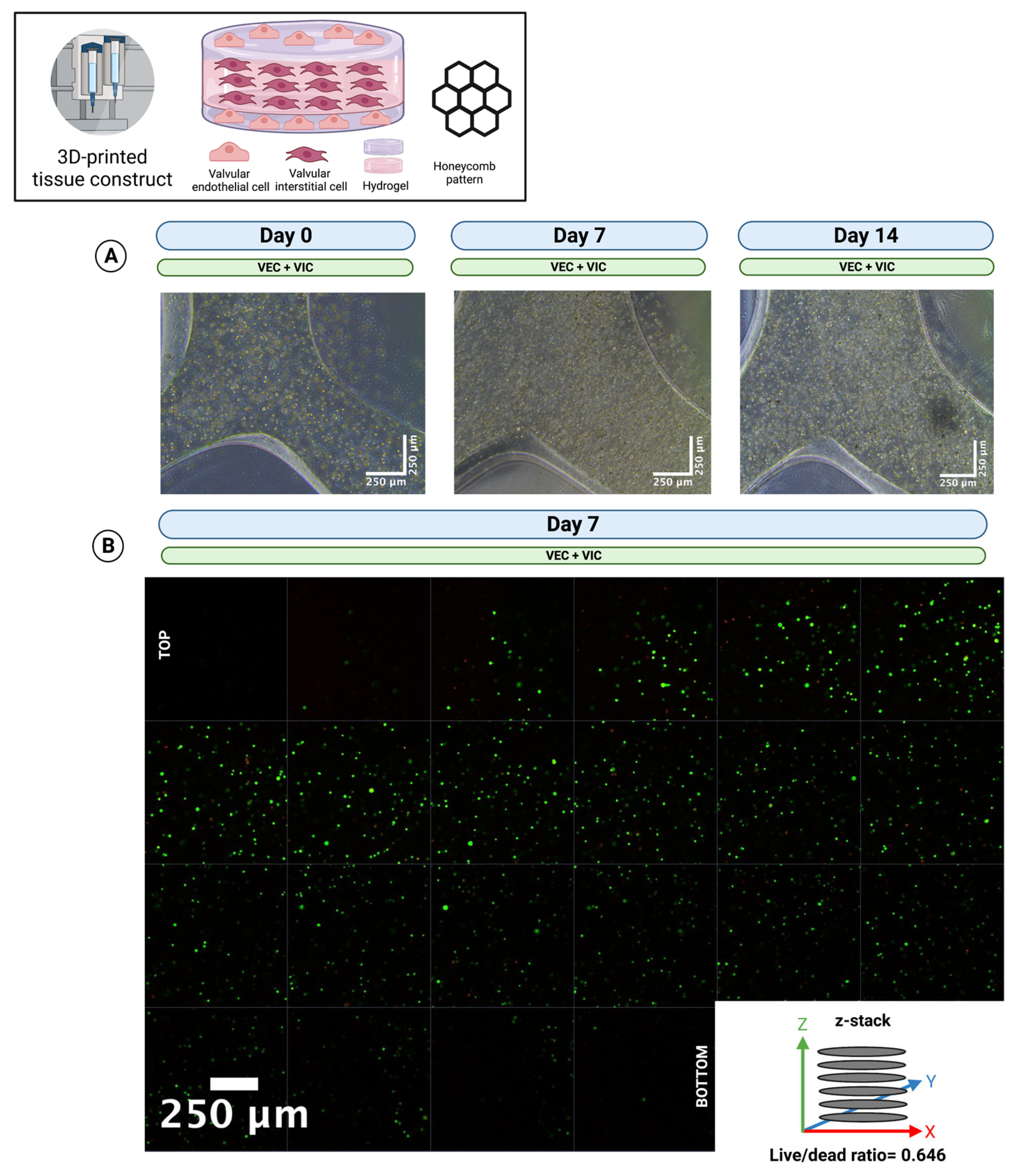 Bioengineering 10 00787 g007