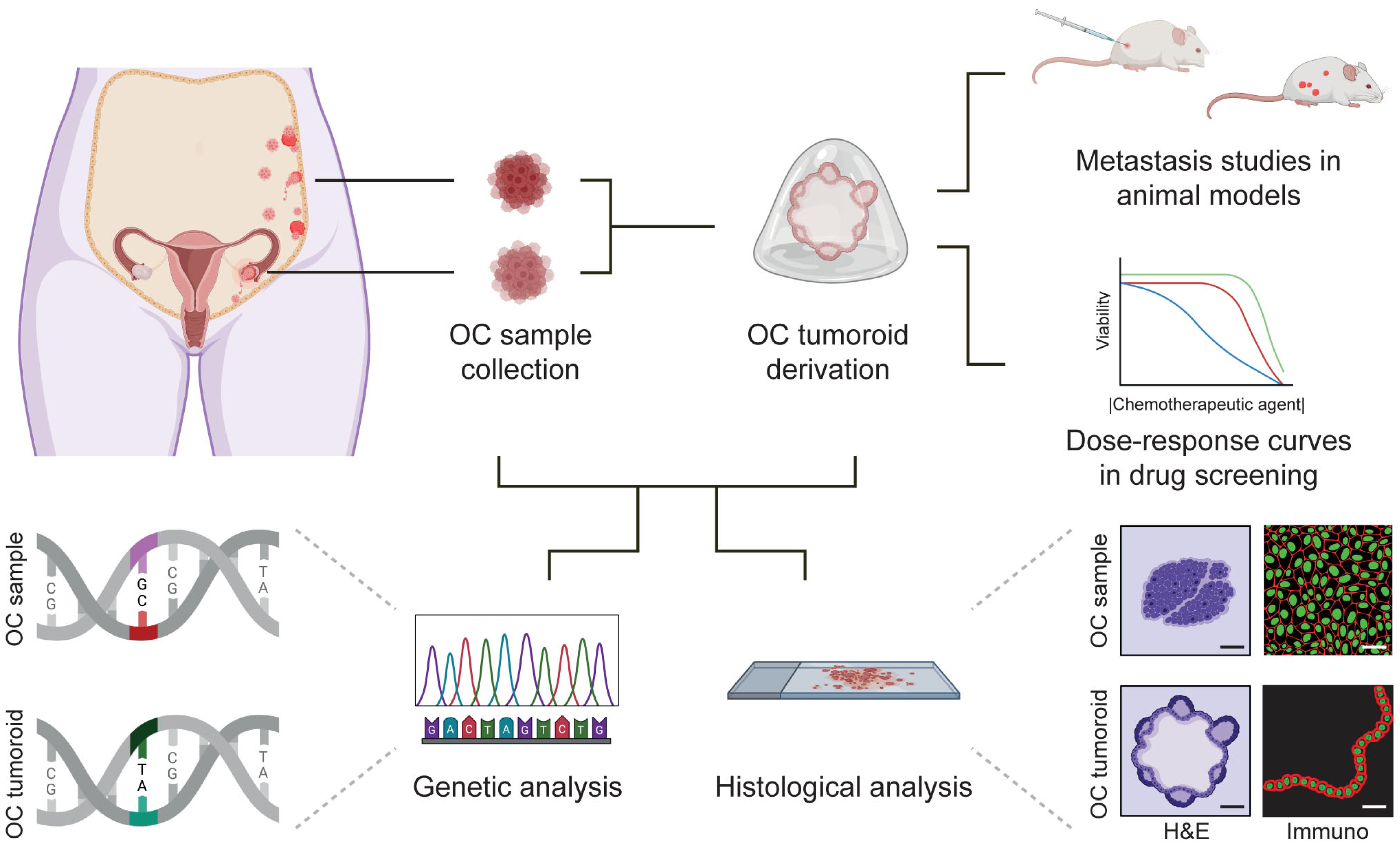 Bioengineering 10 00832 g003