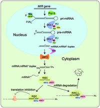 Biology 01 00297 g002 200