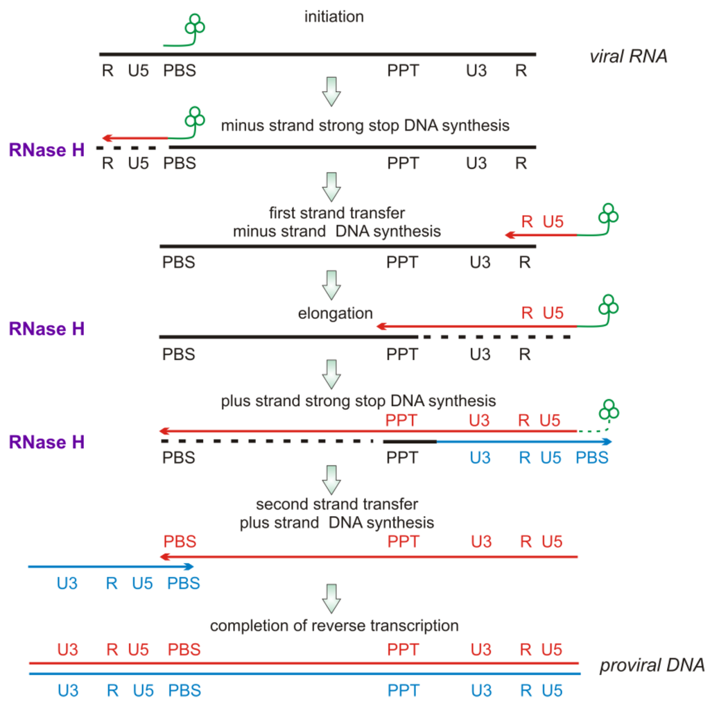 biology free full text inhibitors of hiv 1 reverse reverse transcription