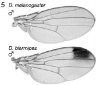 Biology 01 00557 g005 200