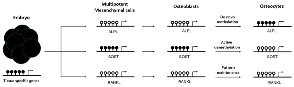 Gene expression/cell differentiation & dna fingerprinting essay