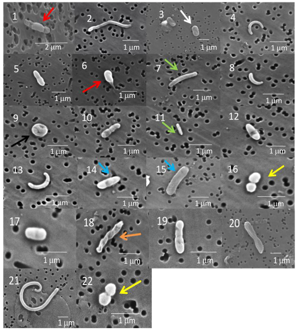 Biology 02 00206 g002 1024