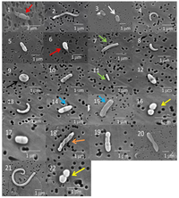 Biology 02 00206 g002 200