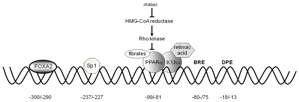 Biology 02 00284 g003 1024