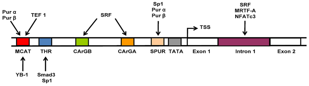 Biology 02 00555 g005 1024
