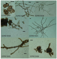 Biology 02 00784 g002 200