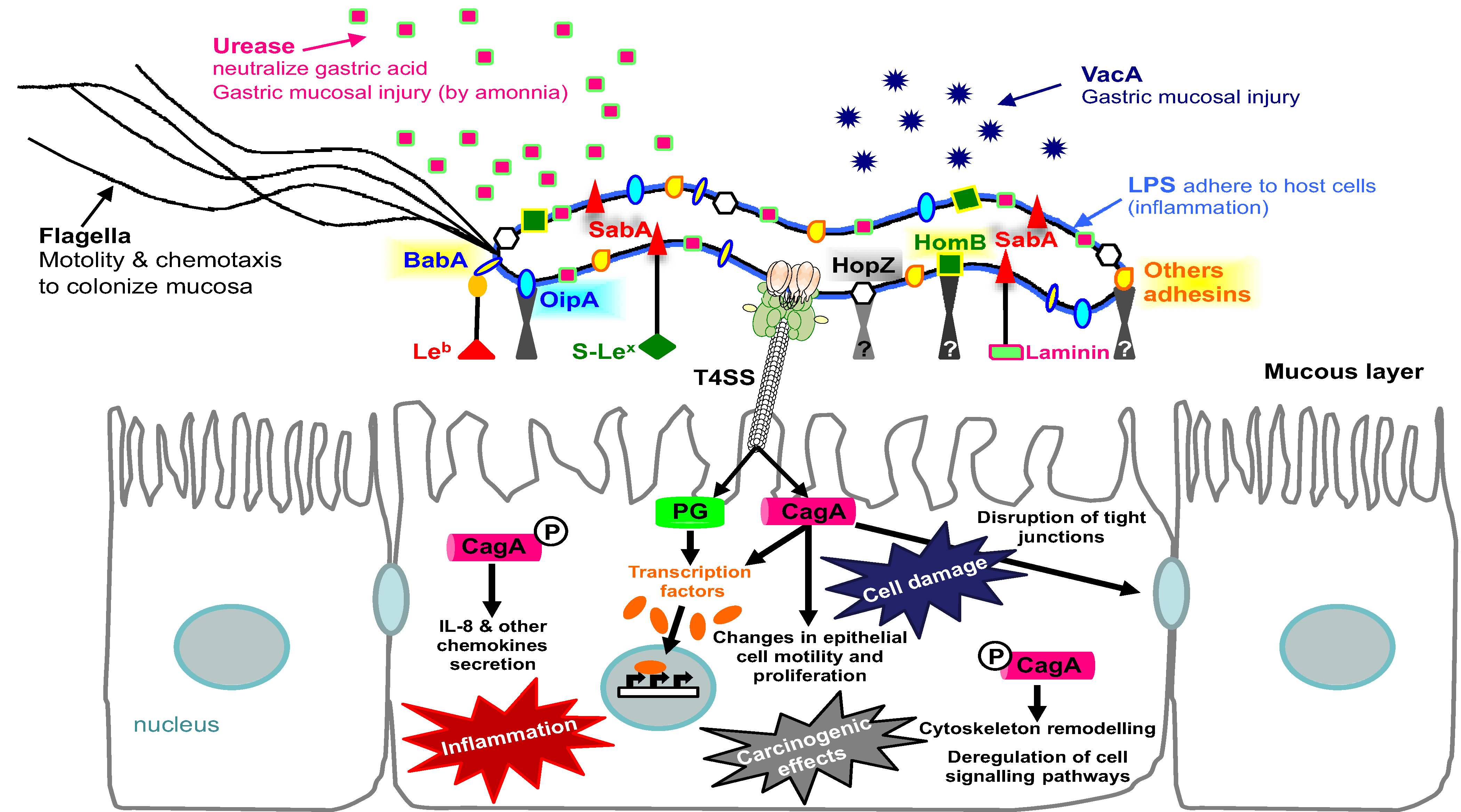 Essays on cell biology