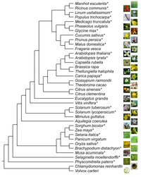 Biology 02 01150 g001 200
