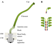Biology 02 01242 g001 200