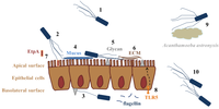 Biology 02 01242 g002 200