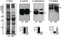 Biology 02 01438 g007 200
