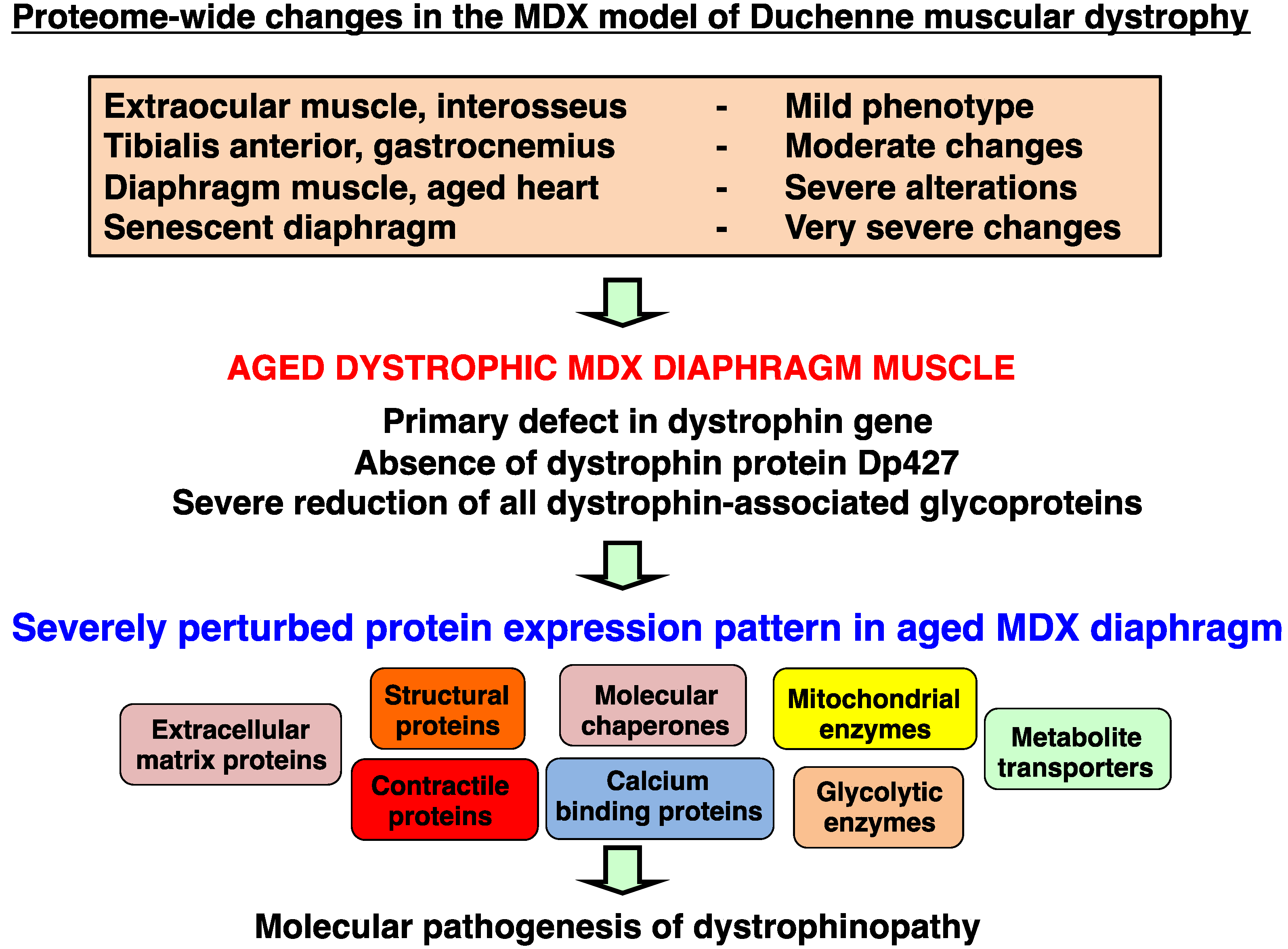 current research on muscular dystrophy Through this article, the progress of research in muscular dystrophy has been assessment of current research trend in a given field can be. current research on muscular dystrophy Through this article, the progress of research in muscular dystrophy has been assessment of current research trend in a given field can be.