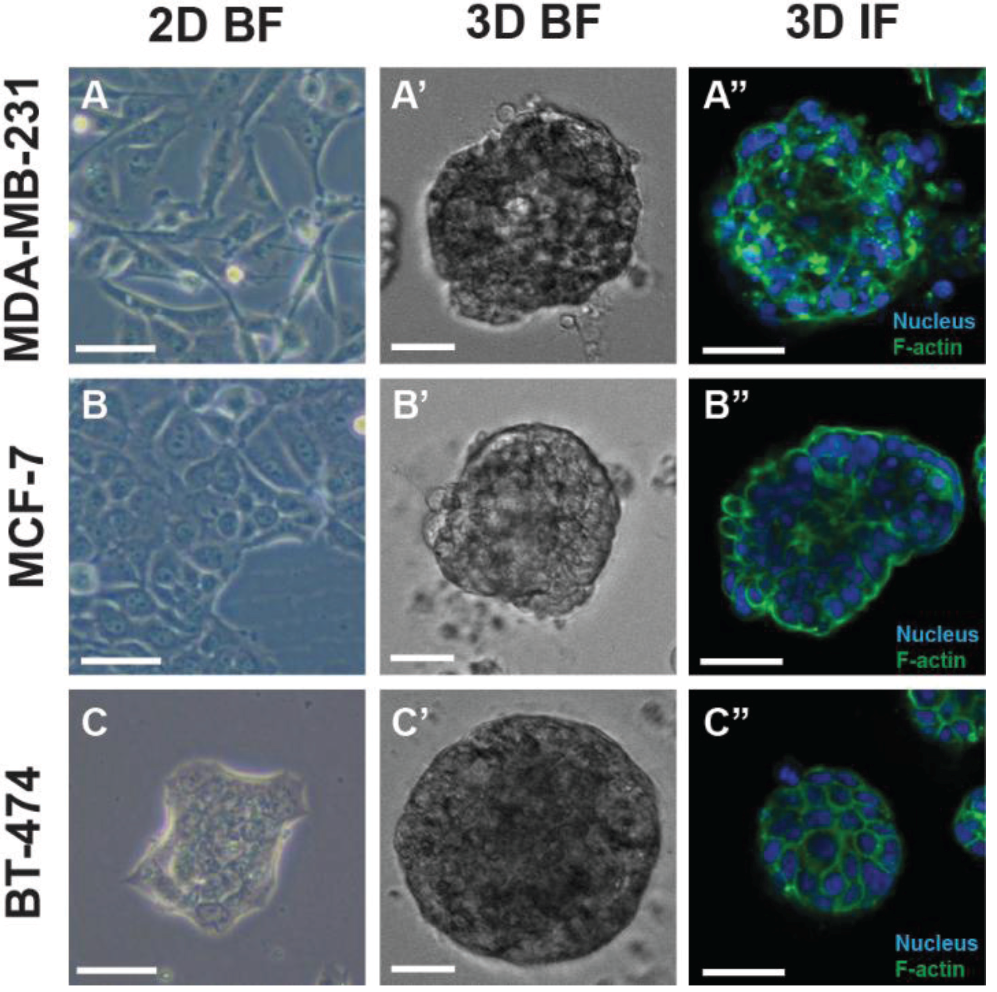Biology 03 00345 g001