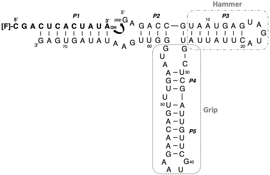 Biology 03 00452 g001 1024
