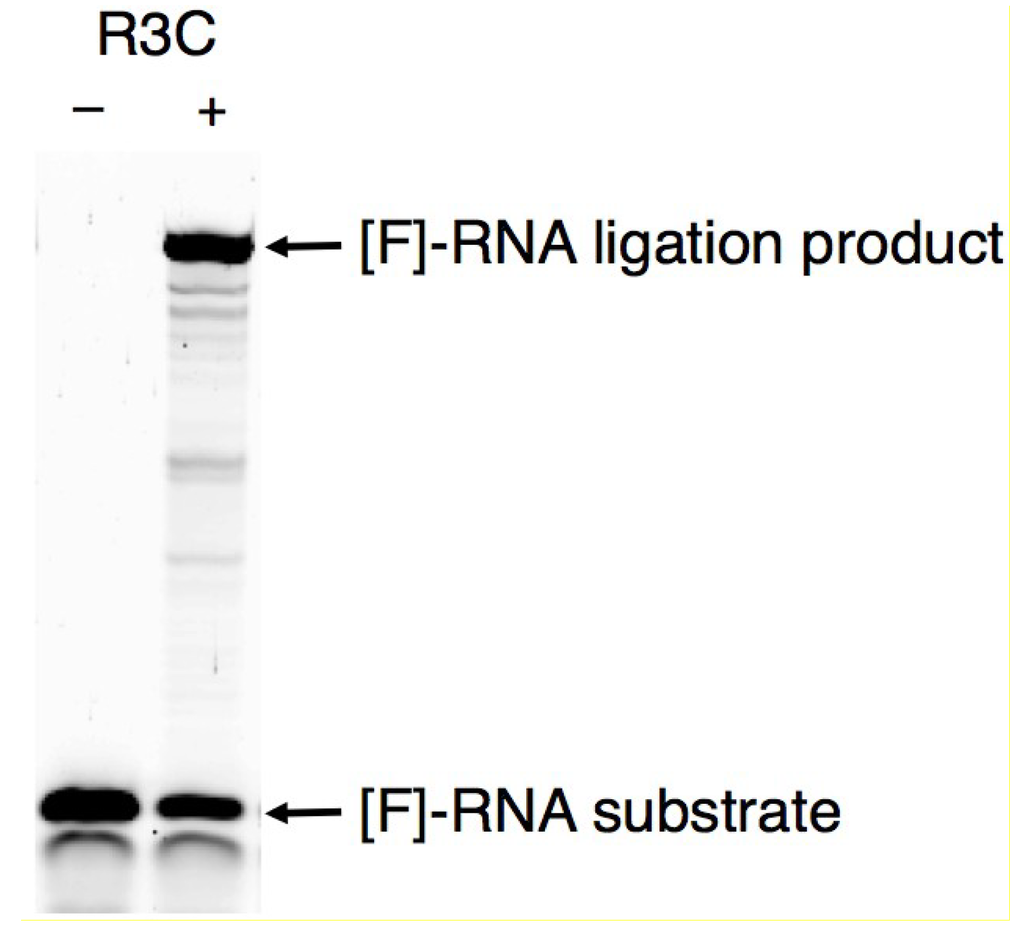 Biology 03 00452 g002 1024