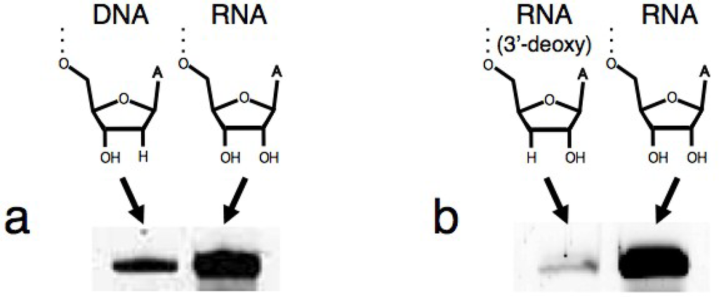 Biology 03 00452 g003 1024