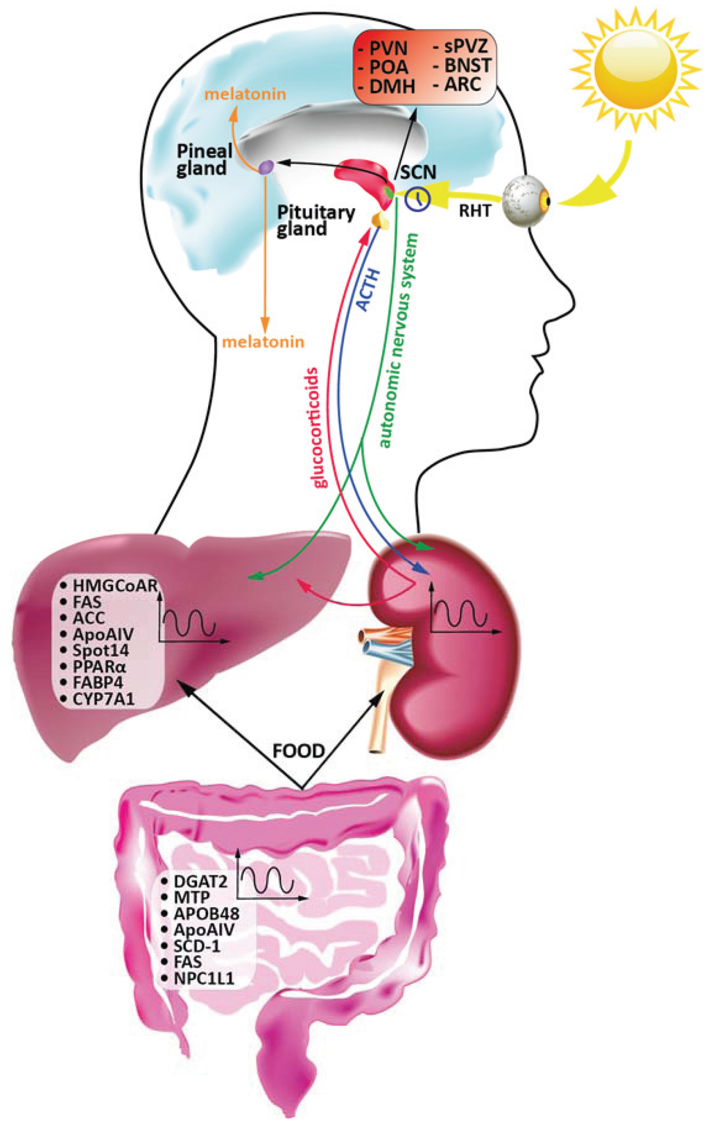 circadian rhythm essay The circadian rhythm v2 circadian rhythms are biological rhythms which last around 24 hours they are controlled by internal endogenous pacemakers and. circadian rhythm essay The circadian rhythm v2 circadian rhythms are biological rhythms which last around 24 hours they are controlled by internal endogenous pacemakers and.